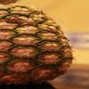 Ananas, Grasse 2013